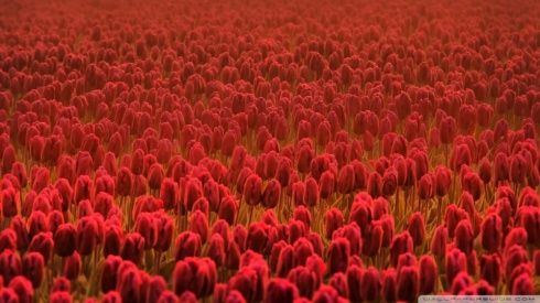 tpred-tulip-field-wallpaper